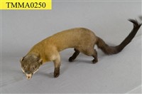 黃喉貂藏品圖，第10張